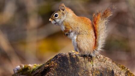 Garden Drama: Fighting Squirrels
