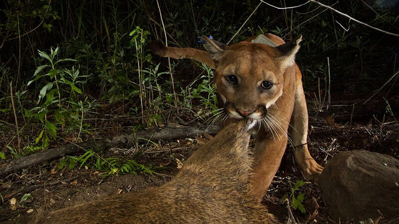 P39 eating deer