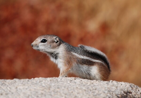 Ammospermophilus_leucurus_-_1a-thumb-600x419-41094