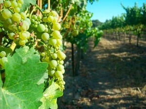 winegrapes1