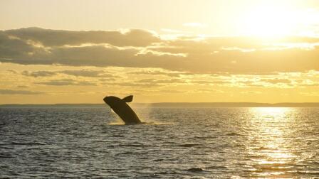 Lobstermen say regulations to save whales will kill business