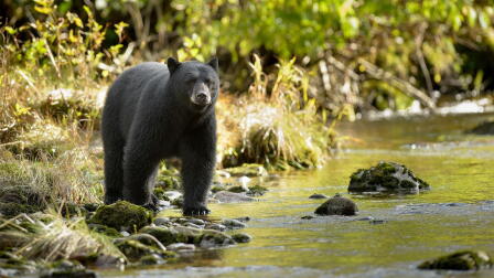 Black Bears