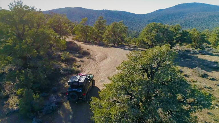 Do Roads Protect Forests or Endanger Them?