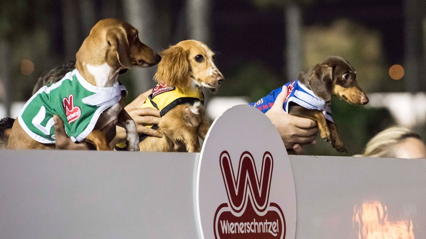 Dachshunds being held up by their owners behind a Wienerschnitzel sign.