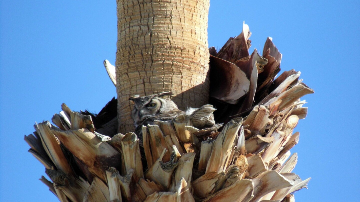 Great Horned Owl