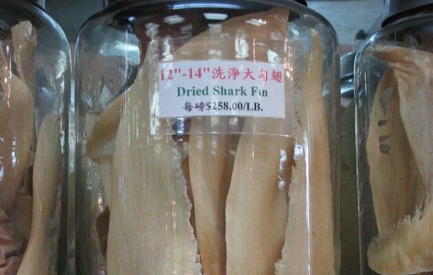 driedsharkfin
