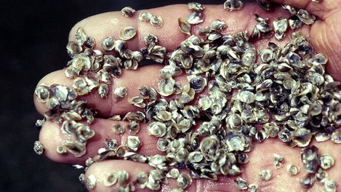Juvenile Pacific oysters, a.k.a. oyster spat | Photo: CSIRO Marine Research.