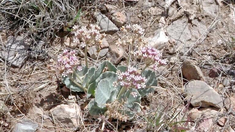 Tufted Milkweed