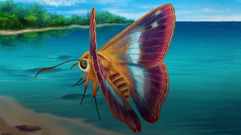 Beans & Bees (Not Bats) Gave Us Butterflies