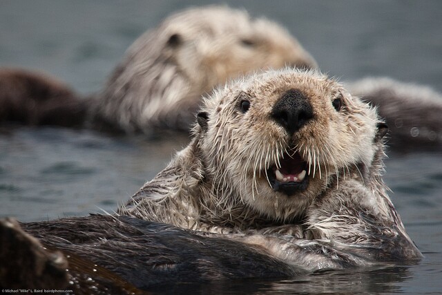 sea-otter-ban-southern-california