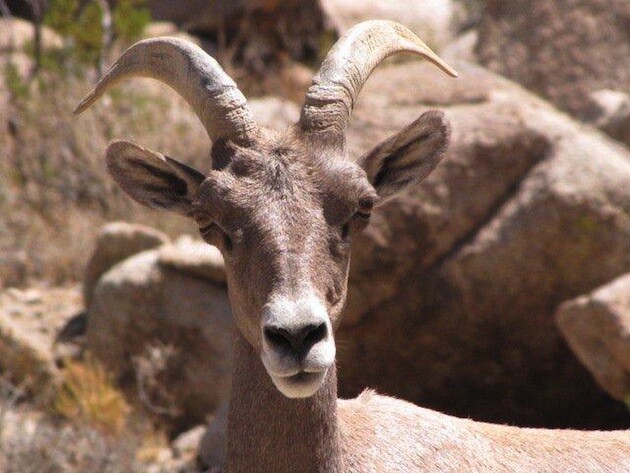 soda-mountain-bighorn-sheep-3-6-15-thumb-630x473-89095