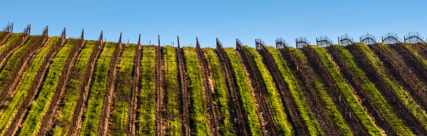 Grapevines in Napa | Photo: Alex Merwin, some rights reserved