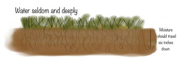 KCET-turf-water-illo4