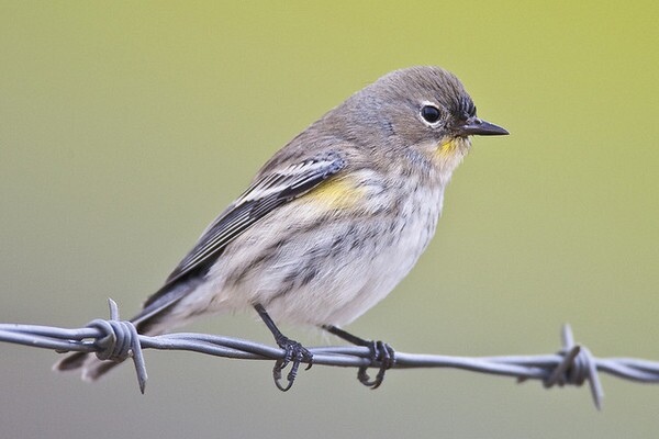 yellow-rumped-11-20-13-thumb-600x400-64235
