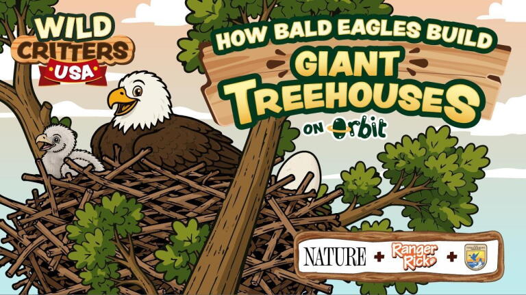 How Do Baby Bald Eagles Learn To Fly? | Wild Critters USA