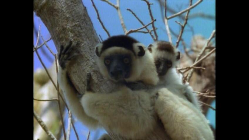 Madagascar: Island of Ghosts