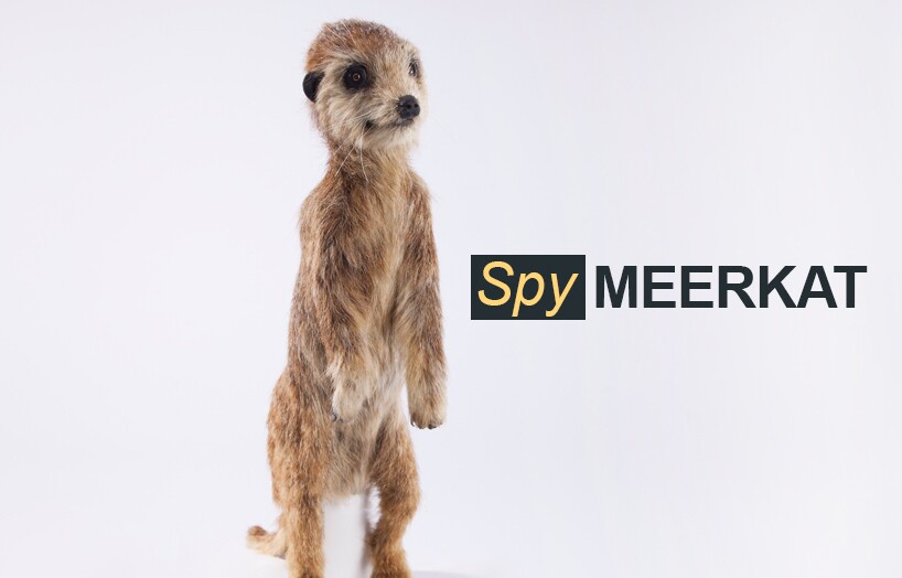 Spy Meerkat
