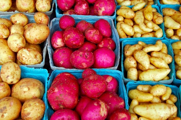 potato1-600