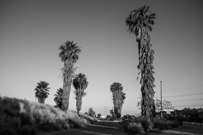 Palm trees line the Bowtie Parcel entrance
