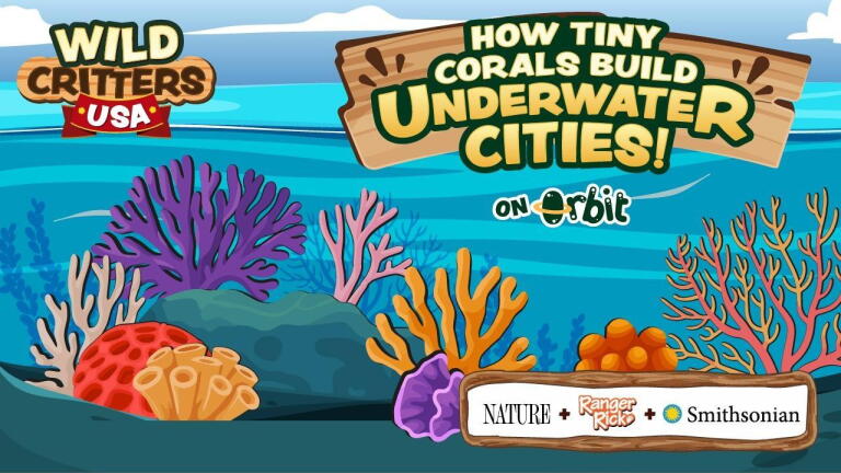 How Tiny Corals Build Underwater Cities | Wild Critters USA
