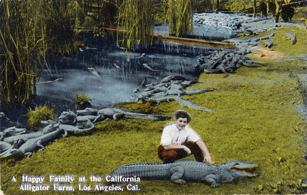 alligator_farm_lmu.jpg