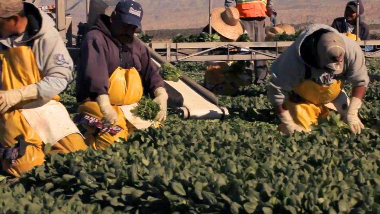 On the Rise: Hidden Harvest