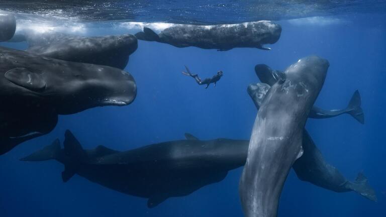 Preview of Patrick and the Whale