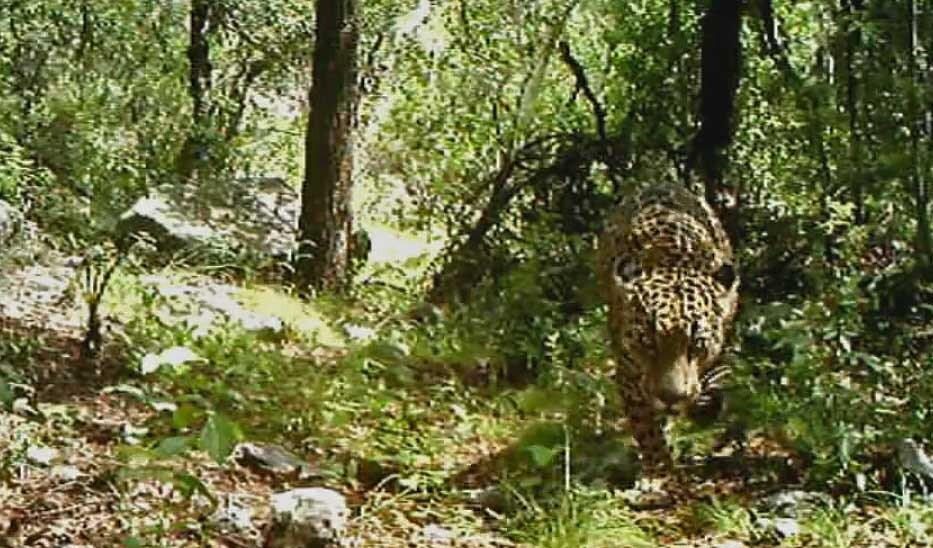 jaguar-7-20-16.jpg