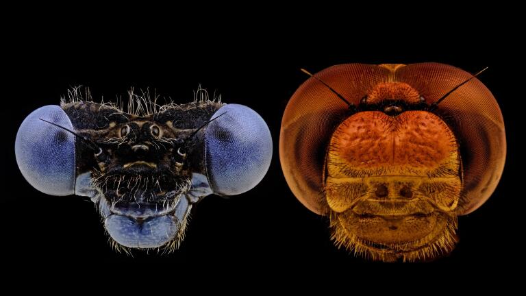 Pick Your Player: Dragonfly vs Damselfly