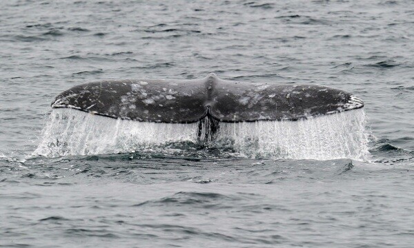 A gray whale off the coast of Southern California on January 19th | Photo: ROBYN BECK/AFP/Getty Images