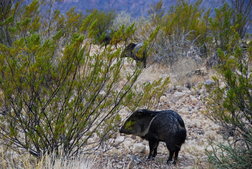javelina-7-20-16.jpg