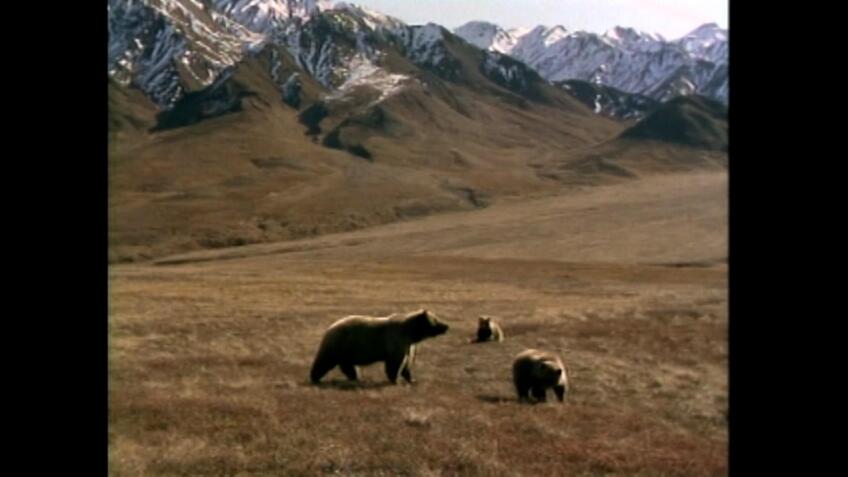 Grizzly Country