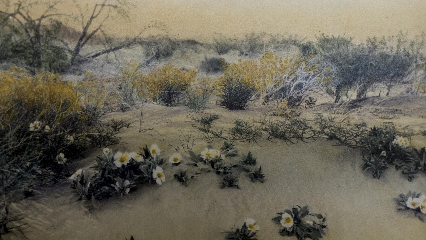 Hand-colored photo by botanist Mary Beal (primary)