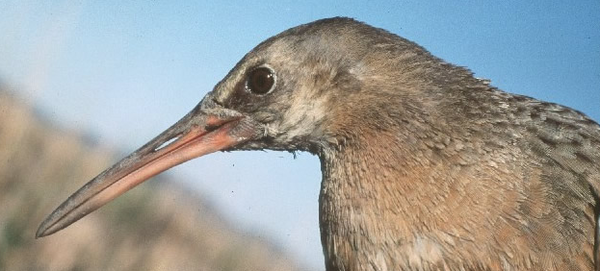 yuma-clapper-rail-7-9-13-thumb-600x271-55147