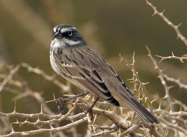 bells-sparrow-butterbredt-6-30-14-thumb-630x461-100266