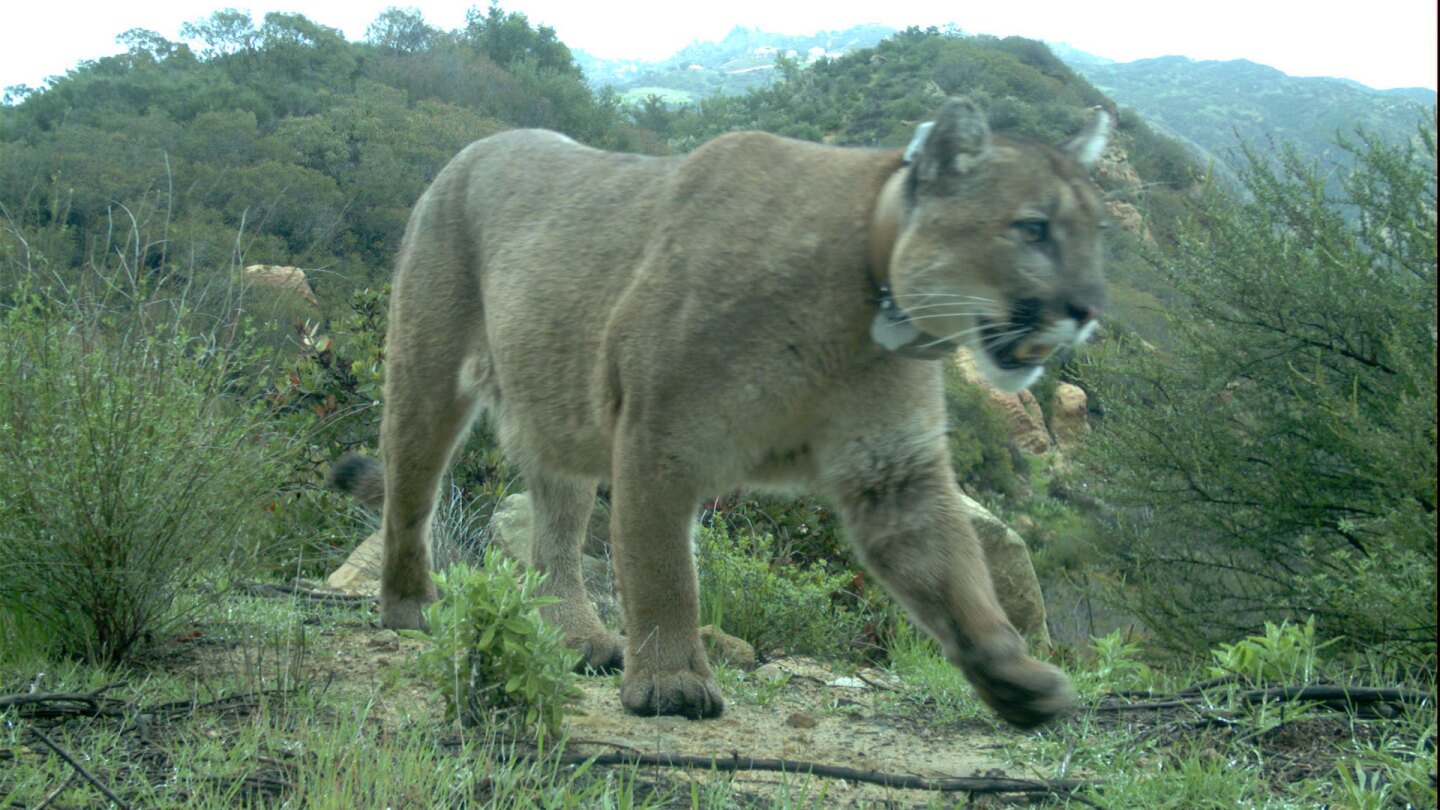 Mountain lion P-47 in February 2019 | Santa Monica Mountains National Recreation Area / Public Domain
