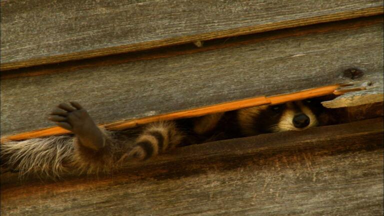 Raccoons and the City