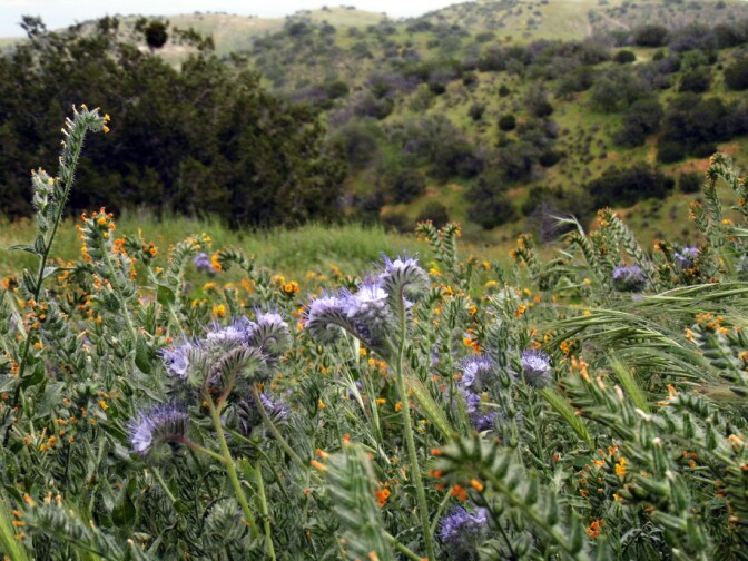Carrizo Plain superbloom