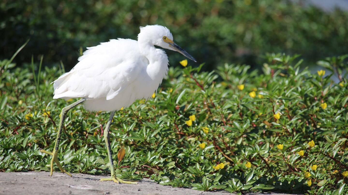An egret walks on the banks of the Los Angeles River. | Courtney Cecale