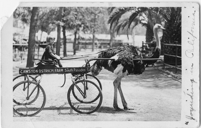 Young Betty Lou Young at the Cawston Ostrich Farm circa 1922. Courtesy of Randy Young.