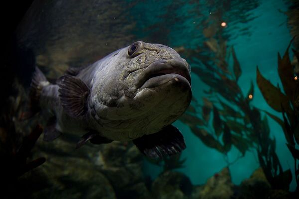 giant-sea-bass-7-22-14-thumb-600x399-77941