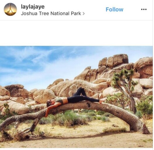 Person lounging on Joshua tree | Image: via Instagram