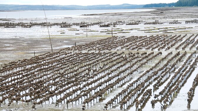 Oyster farms like this one in Washington State may have more trouble growing young oysters as ocean acidification continues. | Photo: iStock/PhilAugustavo