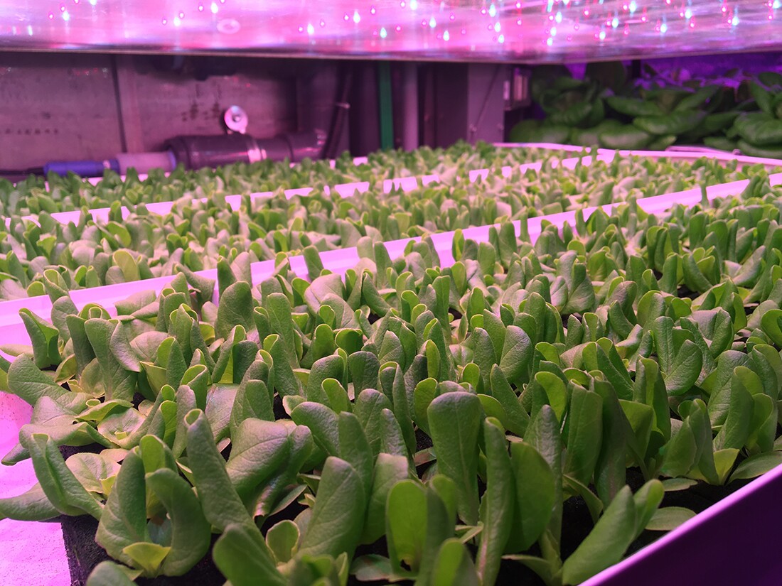 Our proprietary red and blue LED lights that help the Butterhead lettuce grow at maximum efficiency | Courtesy of Local Roots