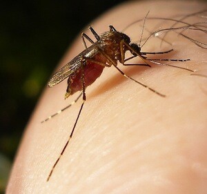 west-nile-virus-kern-county-2012