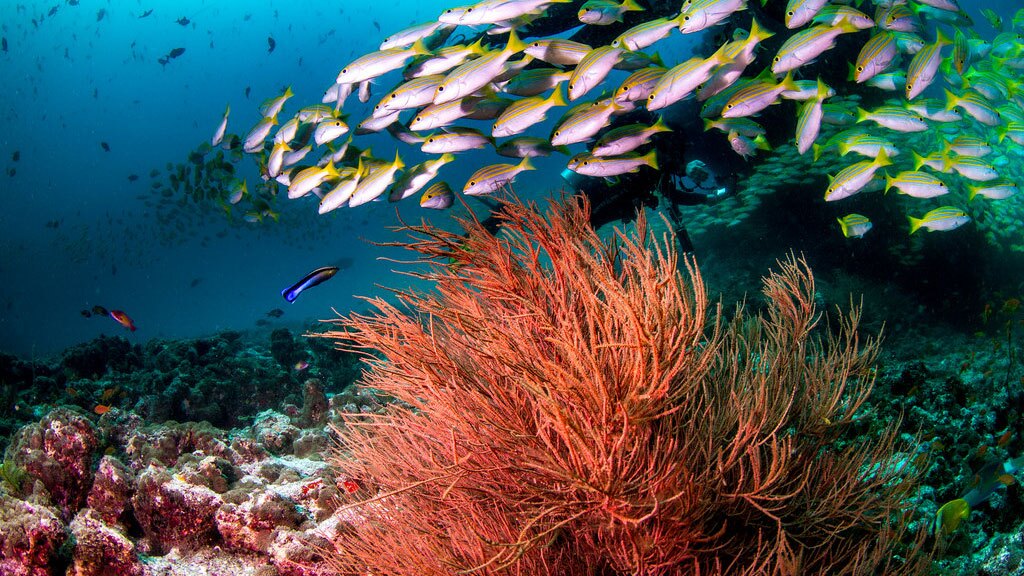 A reef in the Maldives | Photo: Tchami, some rights reserved