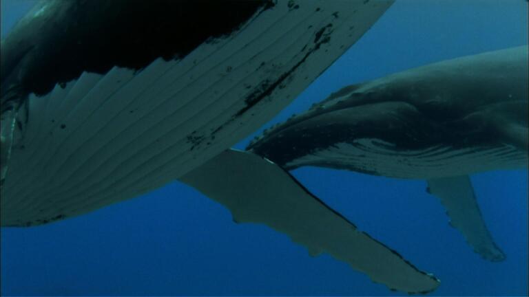 Songs of the Humpbacks