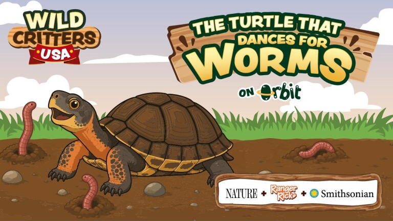 The Turtle that Dances for Worms | Wild Critters USA