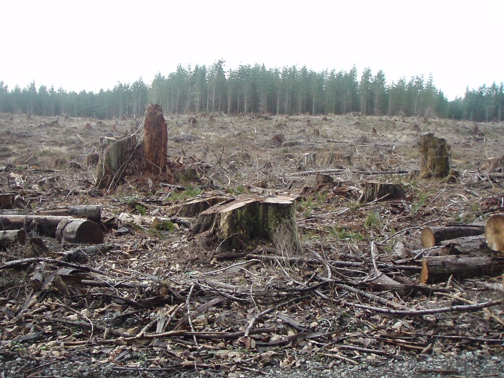 clearcut-8-12-16.jpg