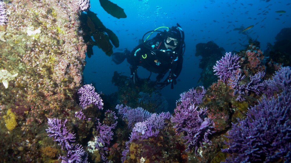 Diver admires purple hydrocorals | Photo: Gabriel Lu, Ocean Safari